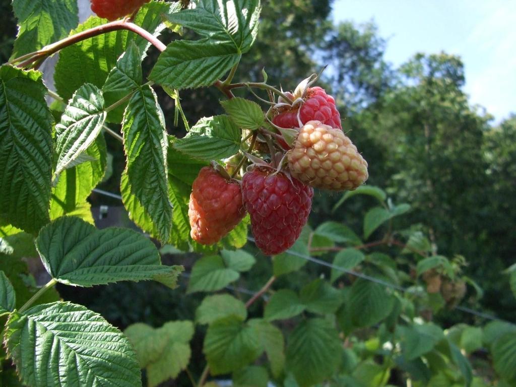 Agriturismo Cascina Rossano Provaglio d'Iseo Dış mekan fotoğraf
