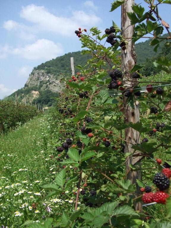 Agriturismo Cascina Rossano Provaglio d'Iseo Dış mekan fotoğraf