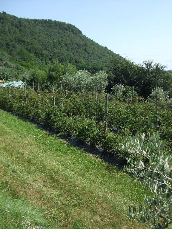 Agriturismo Cascina Rossano Provaglio d'Iseo Dış mekan fotoğraf