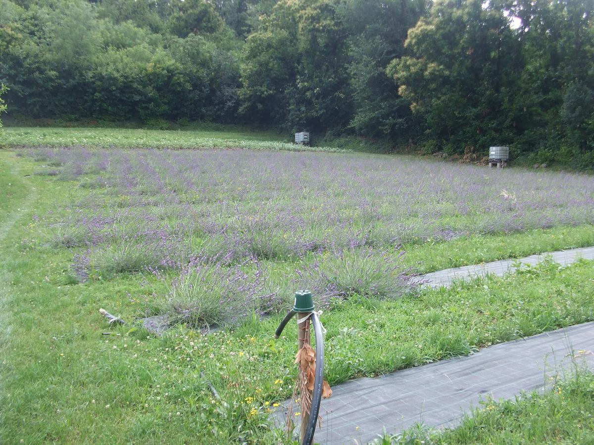 Agriturismo Cascina Rossano Provaglio d'Iseo Dış mekan fotoğraf